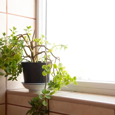 Central Apartment Apartment
